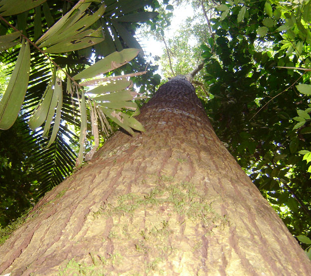 Hombre midiendo un árbol 2